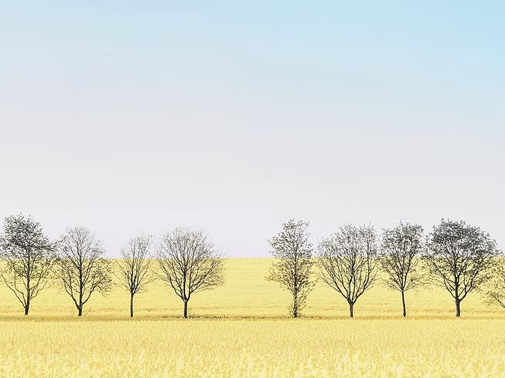 Linear Landscape