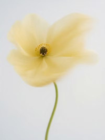 Nature in Bloom